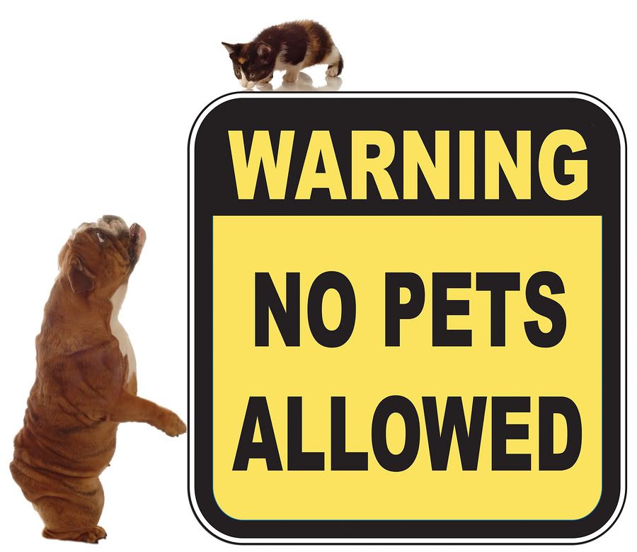 No Pet Allowed Policy May Change for Rentals